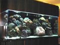 240 Gallon Reef Aquarium